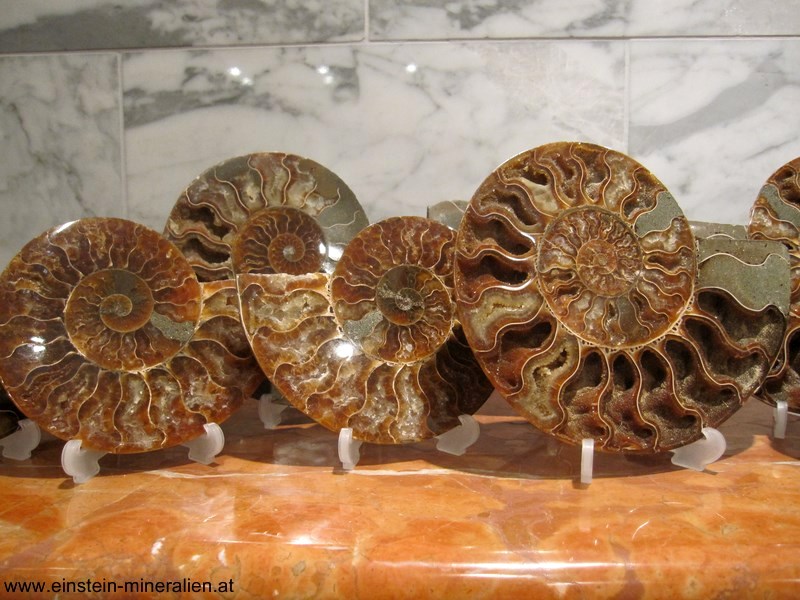 Ammonitenpaar